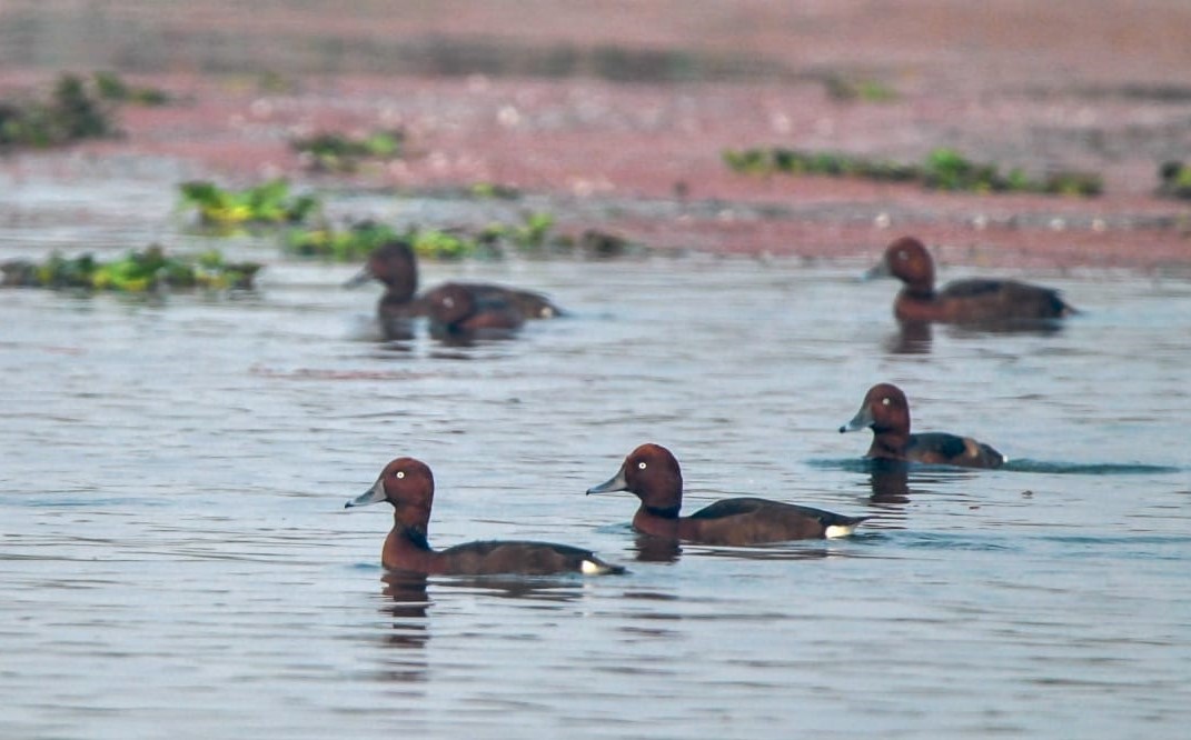 Ferruginous ducks at Bakhira Wildlife Sanctuary